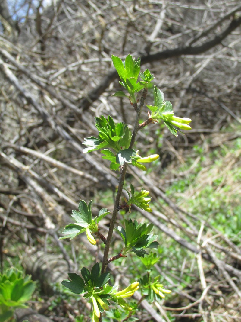 Ribes aureum var. villosum photo 6