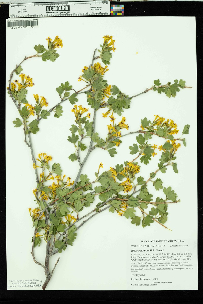 Ribes aureum var. villosum photo 7