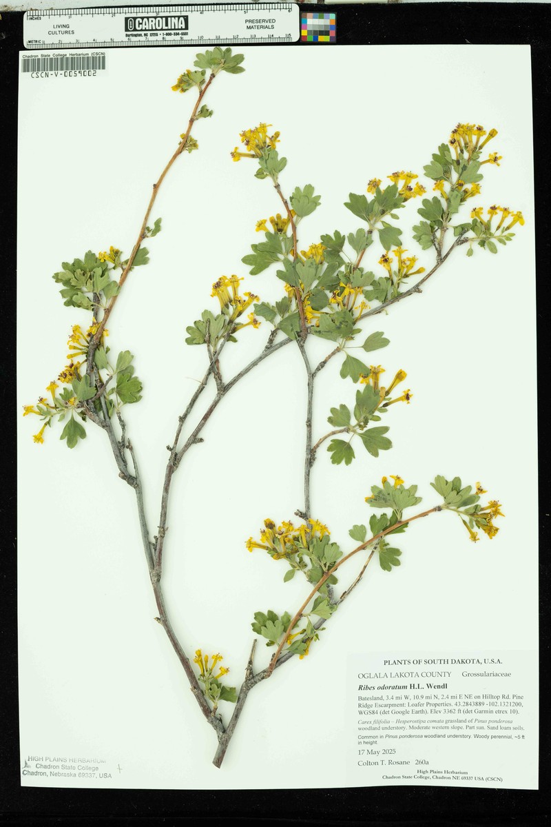 Ribes aureum var. villosum photo 8