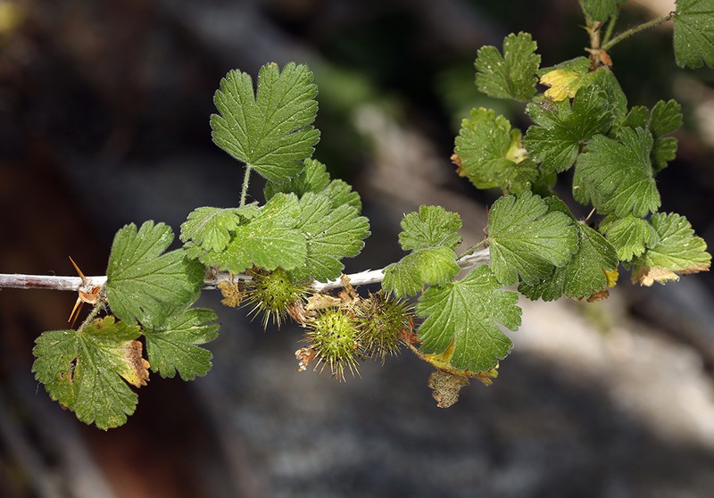 Ground Gooseberry
