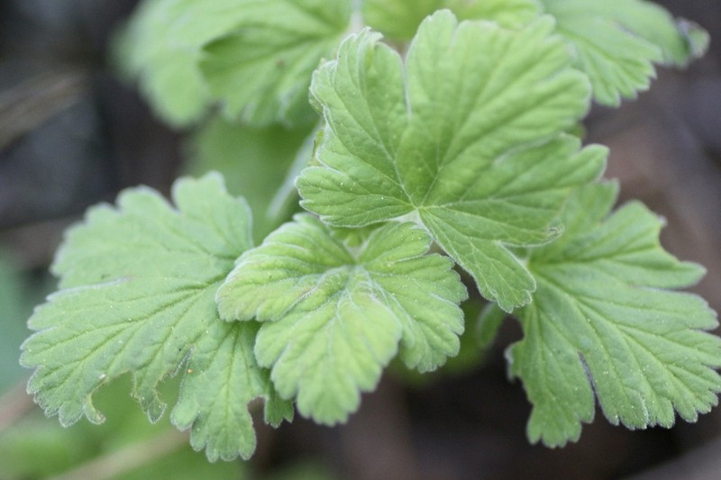 Ground Gooseberry photo 2