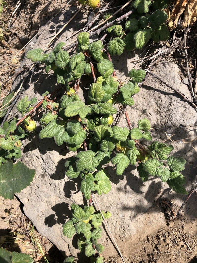 Ground Gooseberry photo 3