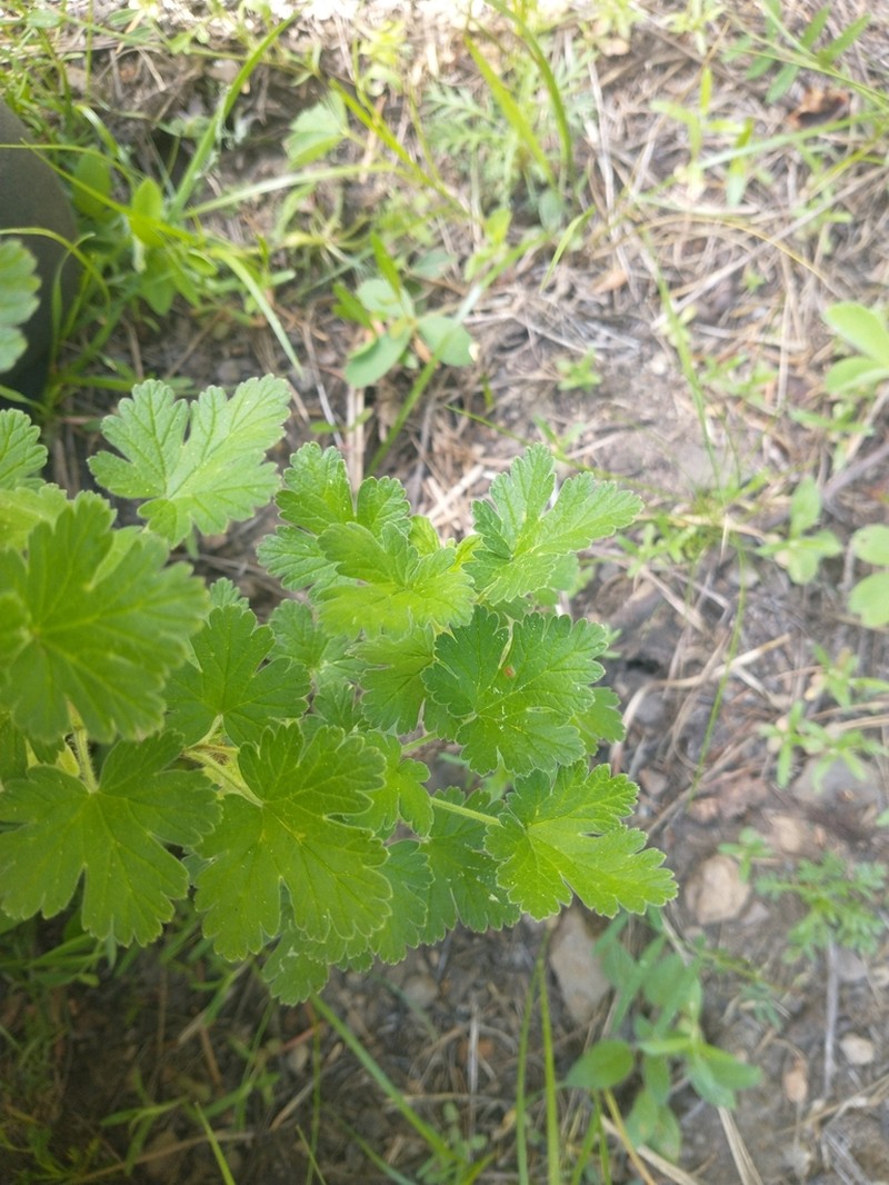 Ground Gooseberry photo 4