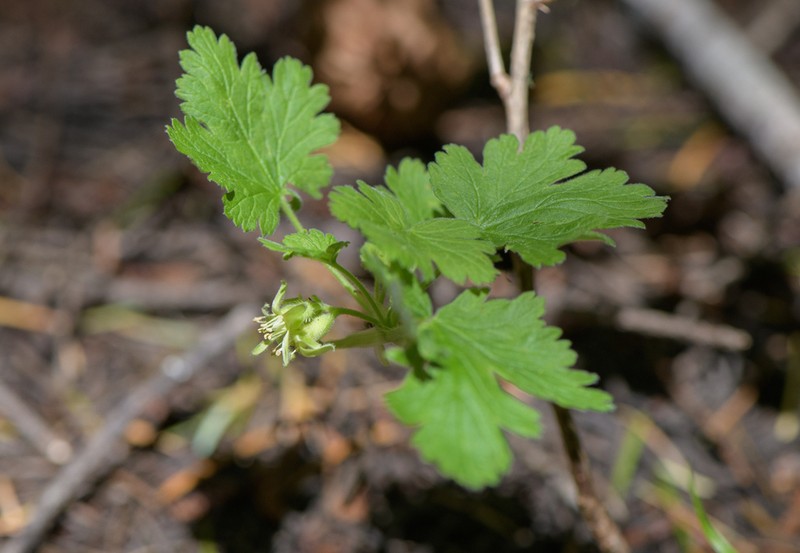 Ground Gooseberry photo 5