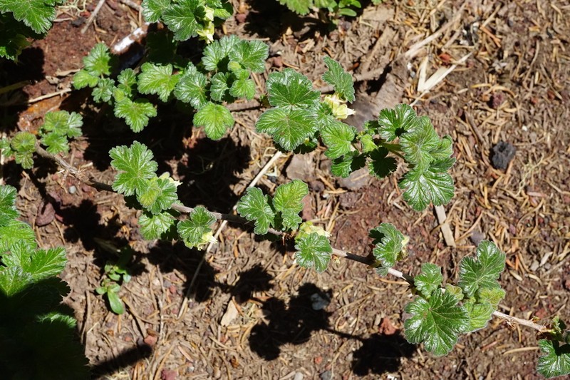 Ground Gooseberry photo 6