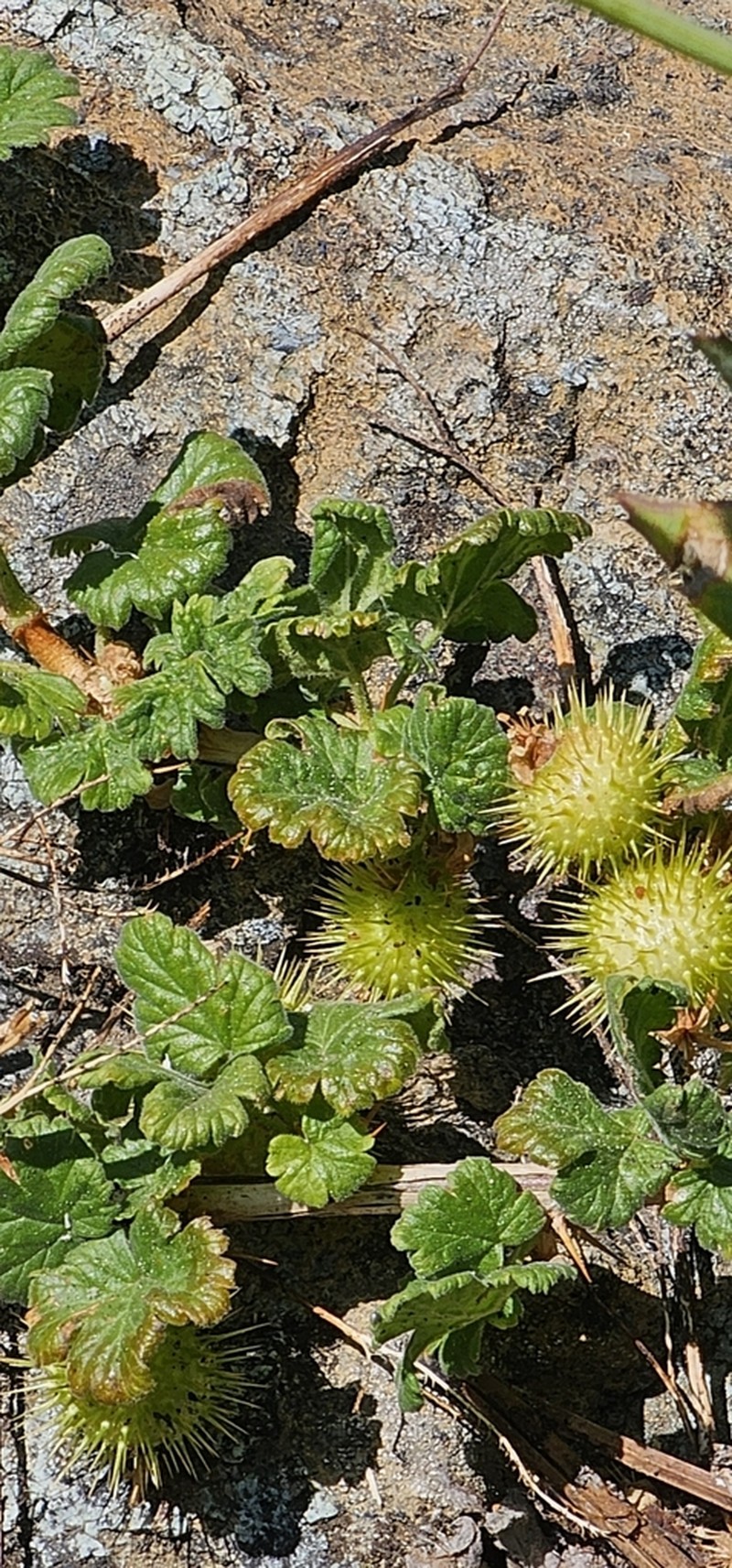 Ground Gooseberry photo 7
