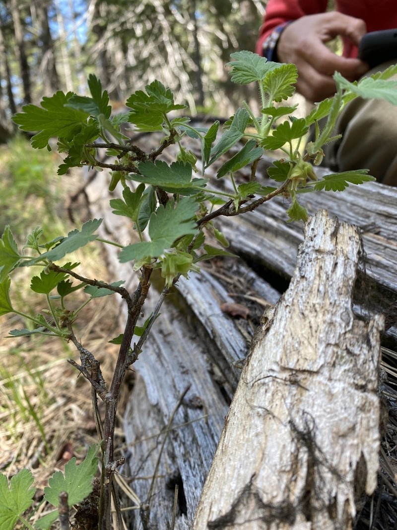 Ground Gooseberry photo 8