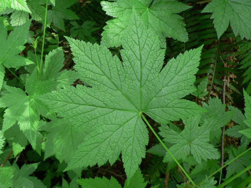 Stink Currant photo 4