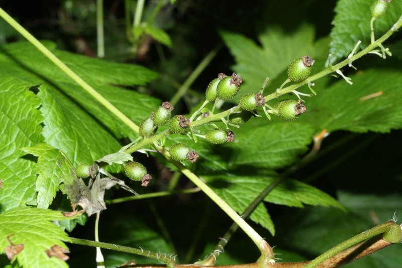 Stink Currant photo 5