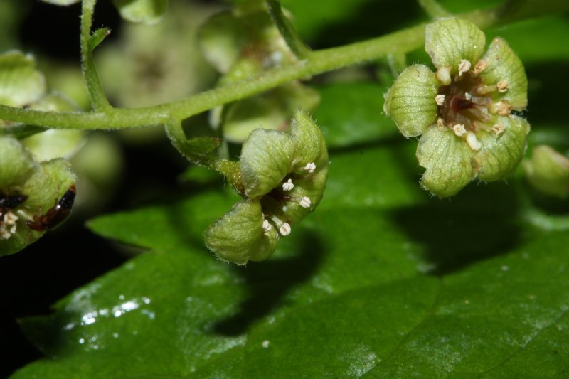 Stink Currant photo 6
