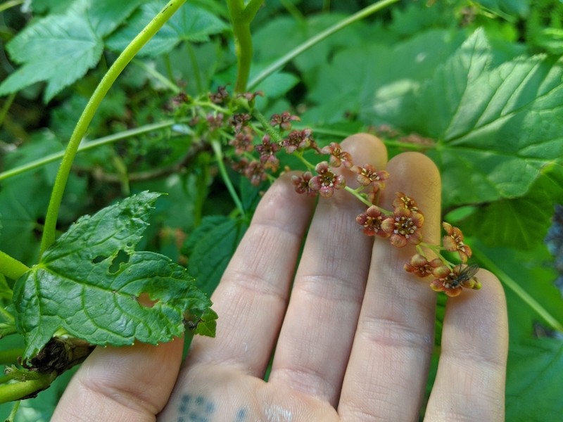Stink Currant photo 5
