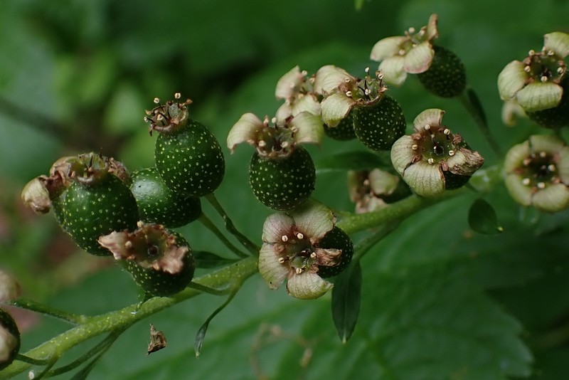 Stink Currant photo 6