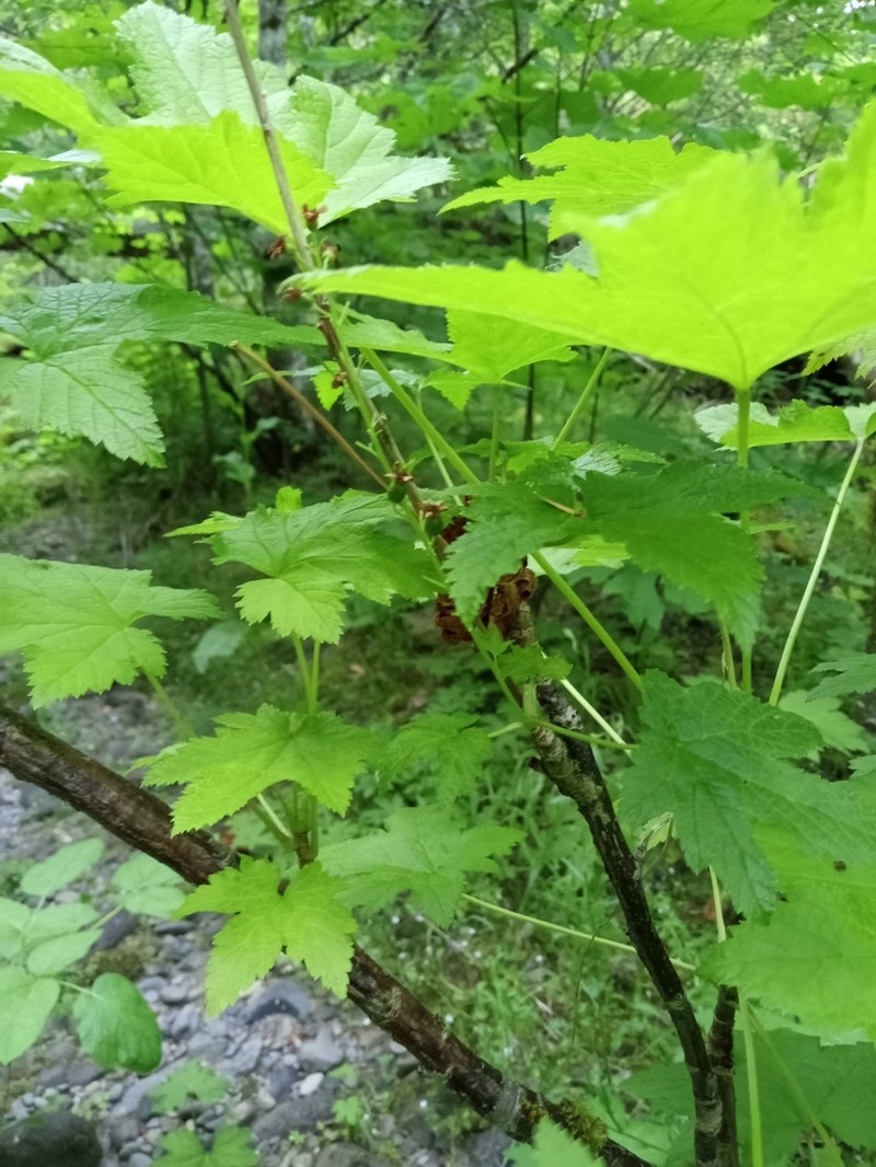 Stink Currant photo 7