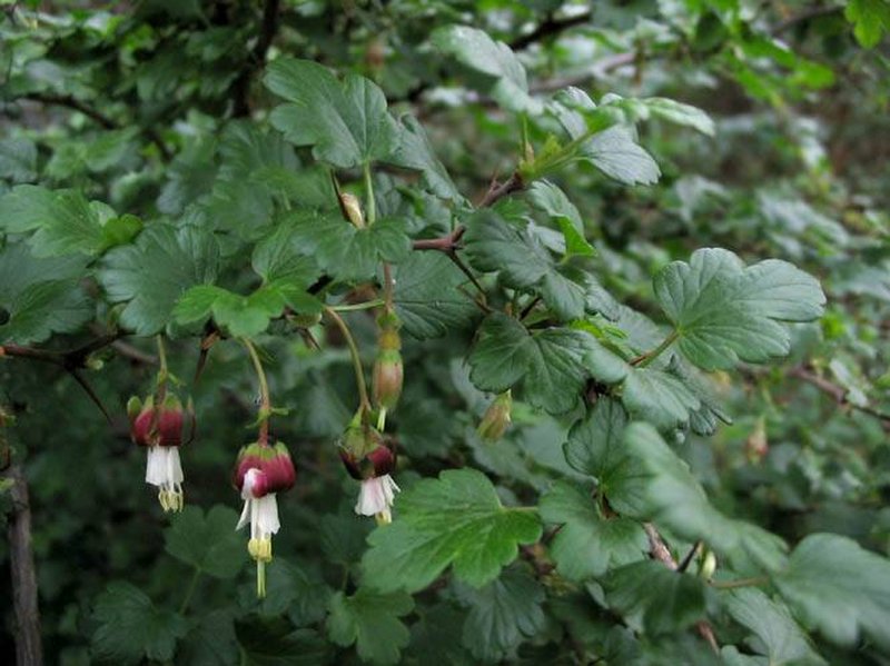 Hillside Gooseberry