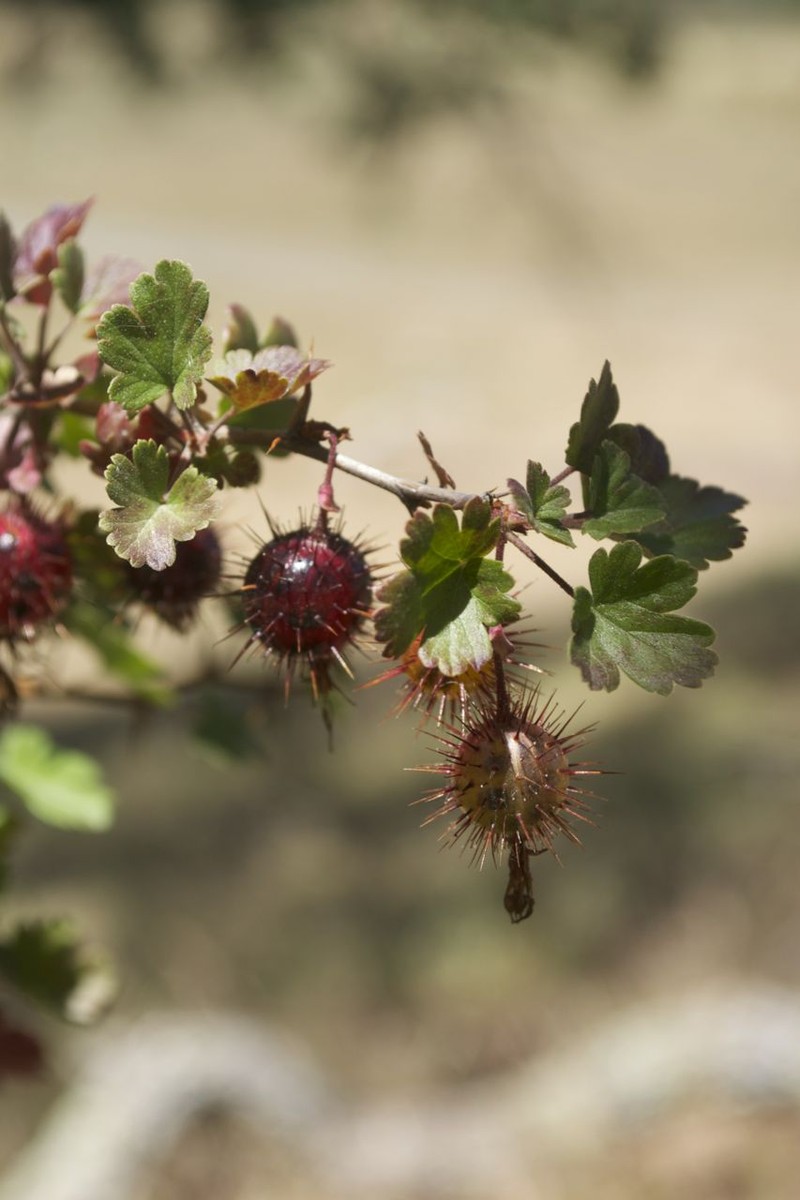 Hillside Gooseberry photo 4
