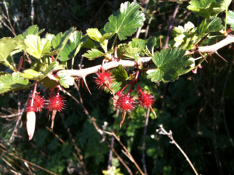 Hillside Gooseberry photo 5