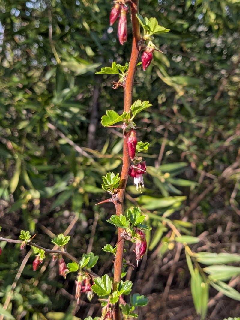 Hillside Gooseberry photo 6