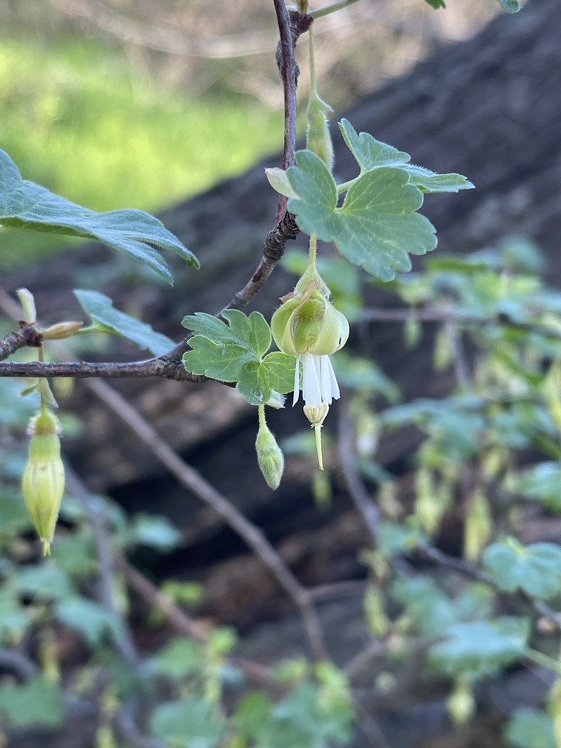 Hillside Gooseberry photo 7