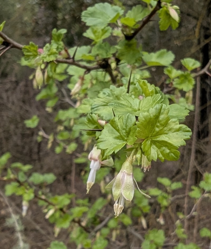 Ribes californicum var. californicum