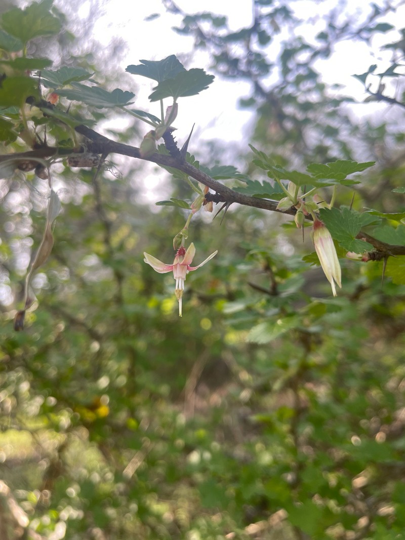 Ribes californicum var. californicum photo 2