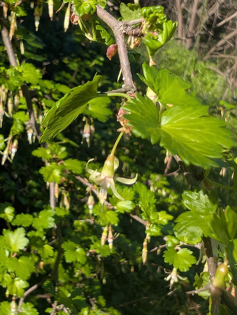 Ribes californicum var. californicum photo 3