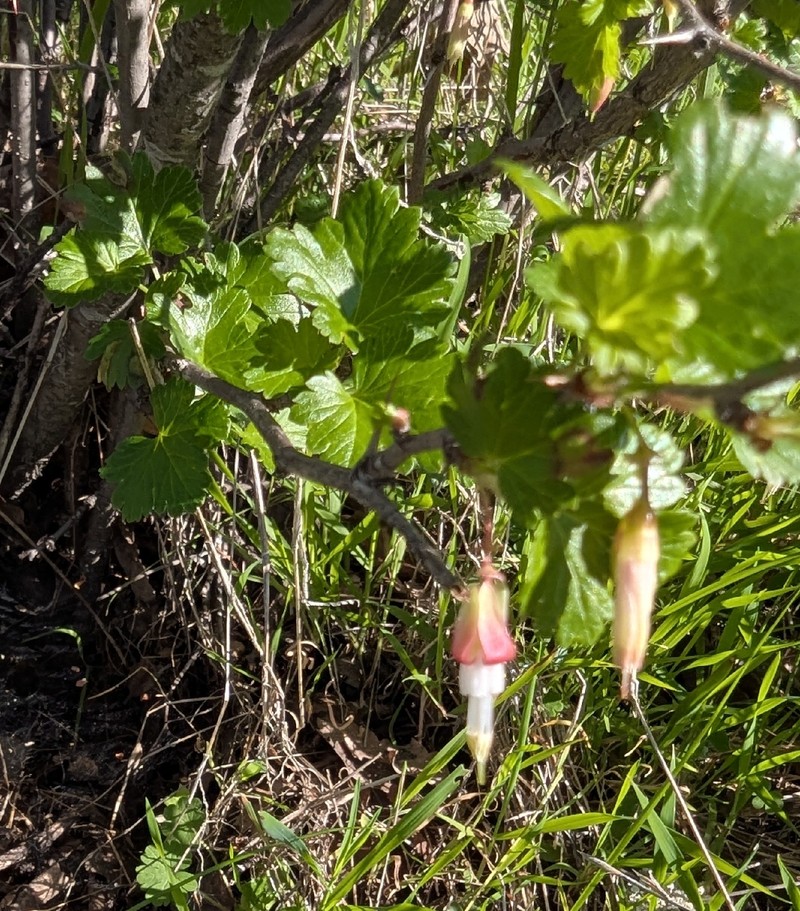 Ribes californicum var. californicum photo 4