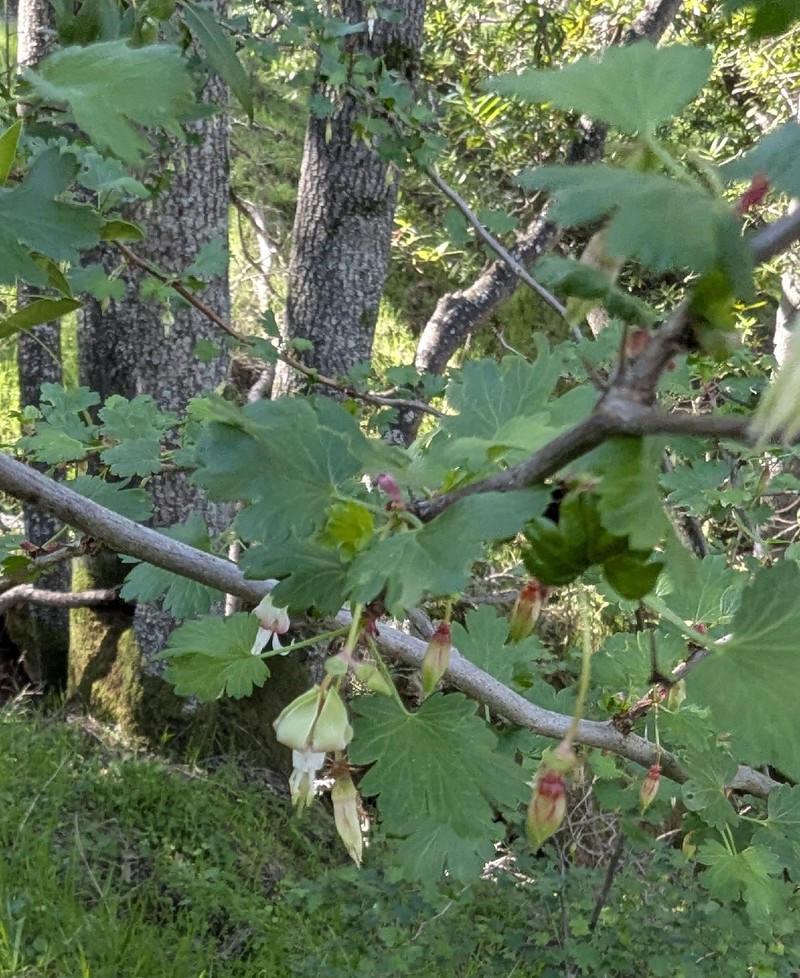 Ribes californicum var. californicum photo 5