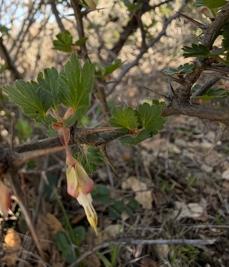 Ribes californicum var. californicum photo 6