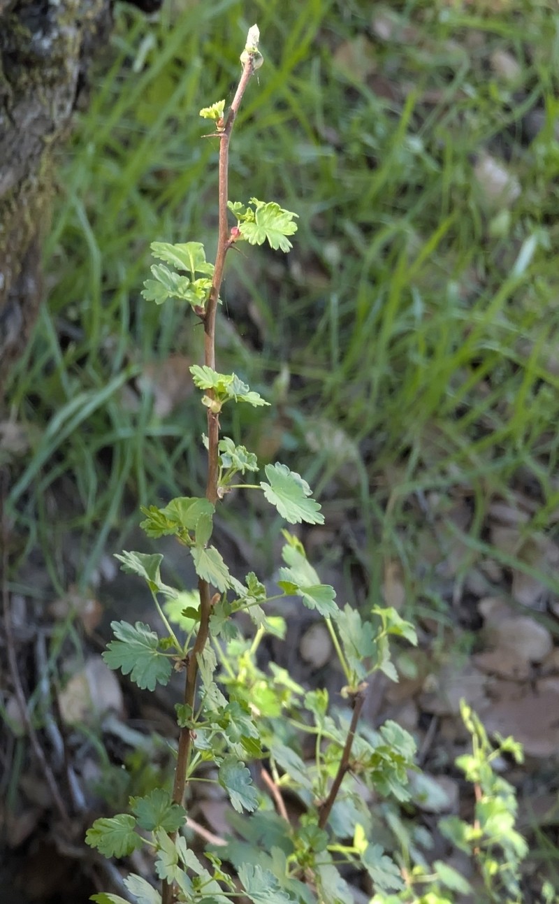 Ribes californicum var. californicum photo 7