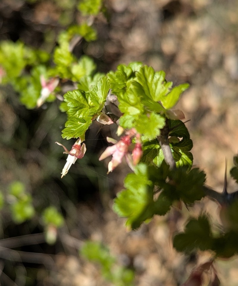 Ribes californicum var. californicum photo 8