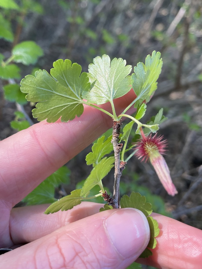 Ribes californicum var. hesperium