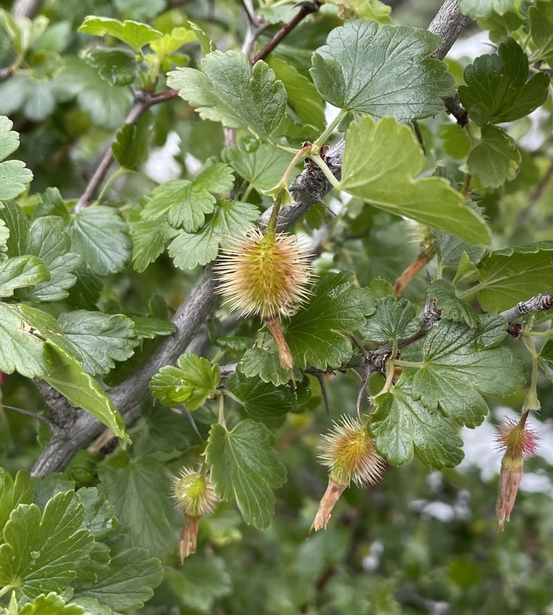 Ribes californicum var. hesperium photo 3