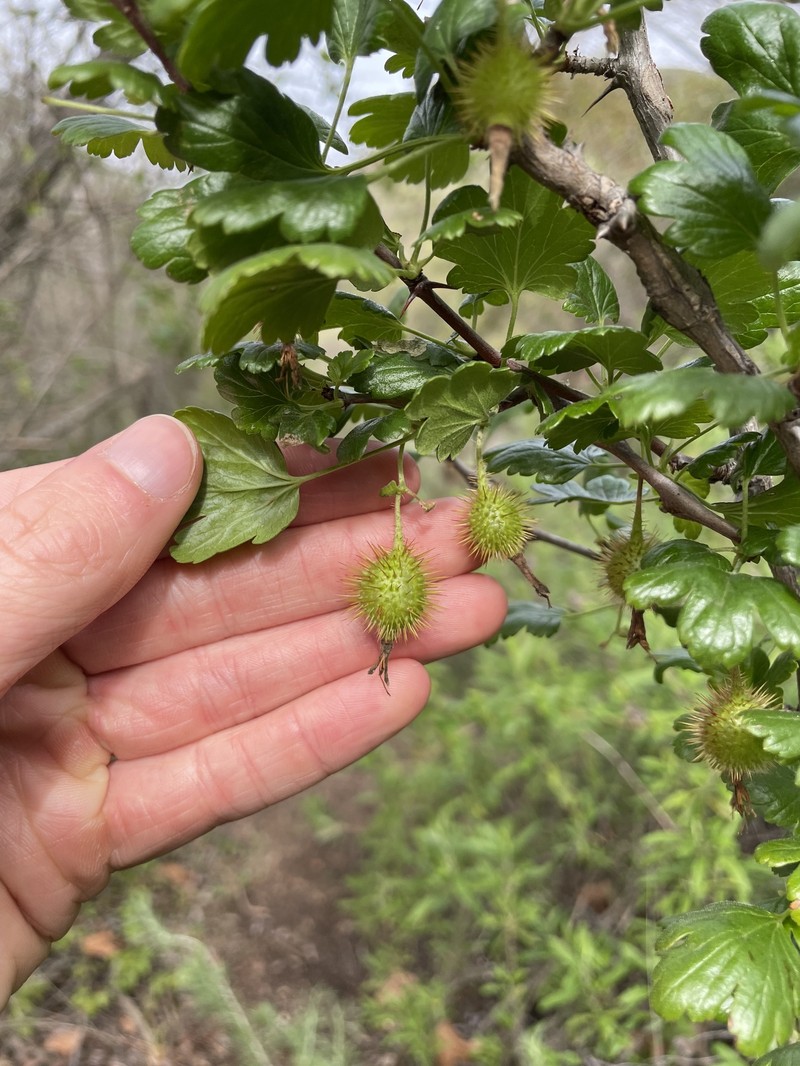 Ribes californicum var. hesperium photo 4