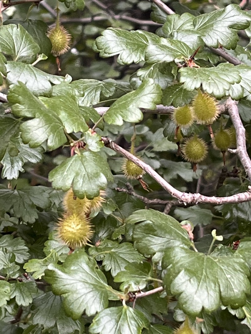 Ribes californicum var. hesperium photo 5