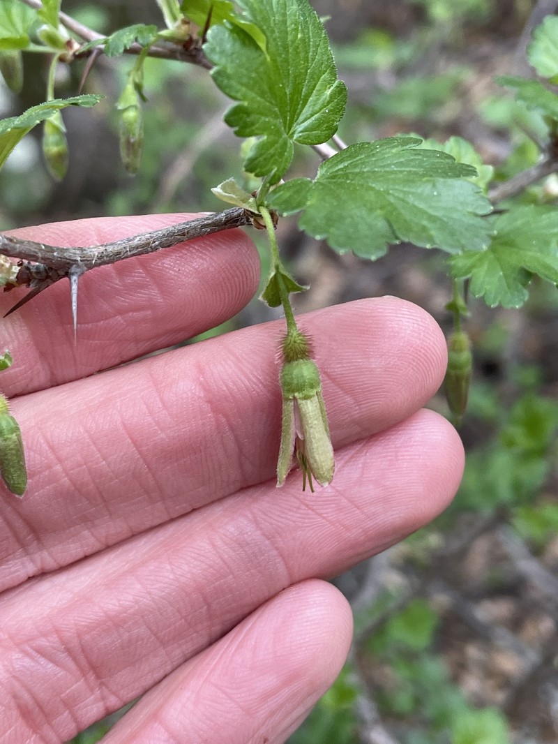 Ribes californicum var. hesperium photo 6