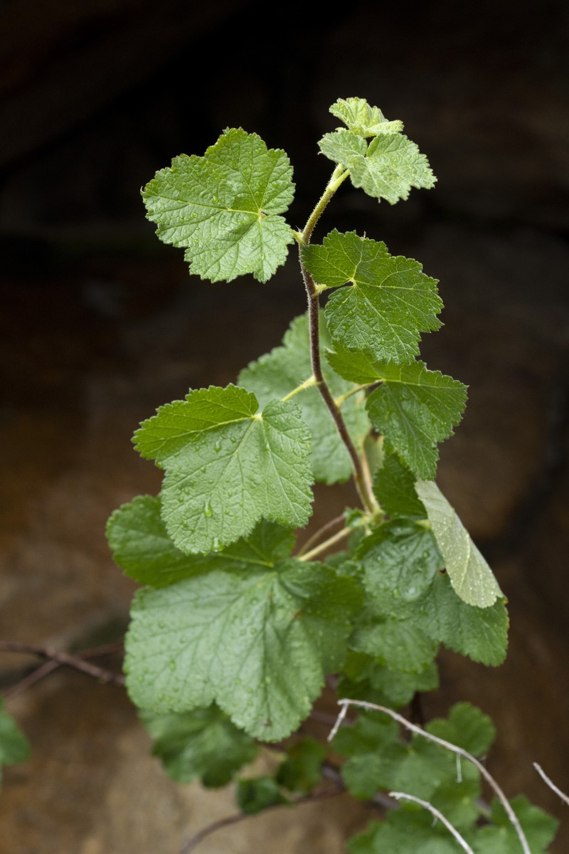 Moreno Currant photo 2