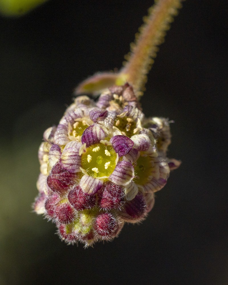 Moreno Currant photo 3