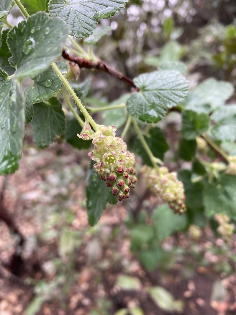 Moreno Currant photo 4