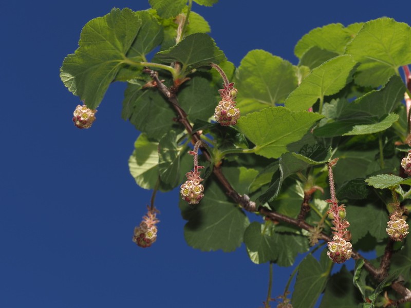 Moreno Currant photo 5