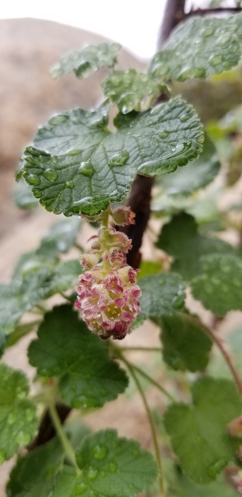 Moreno Currant photo 6