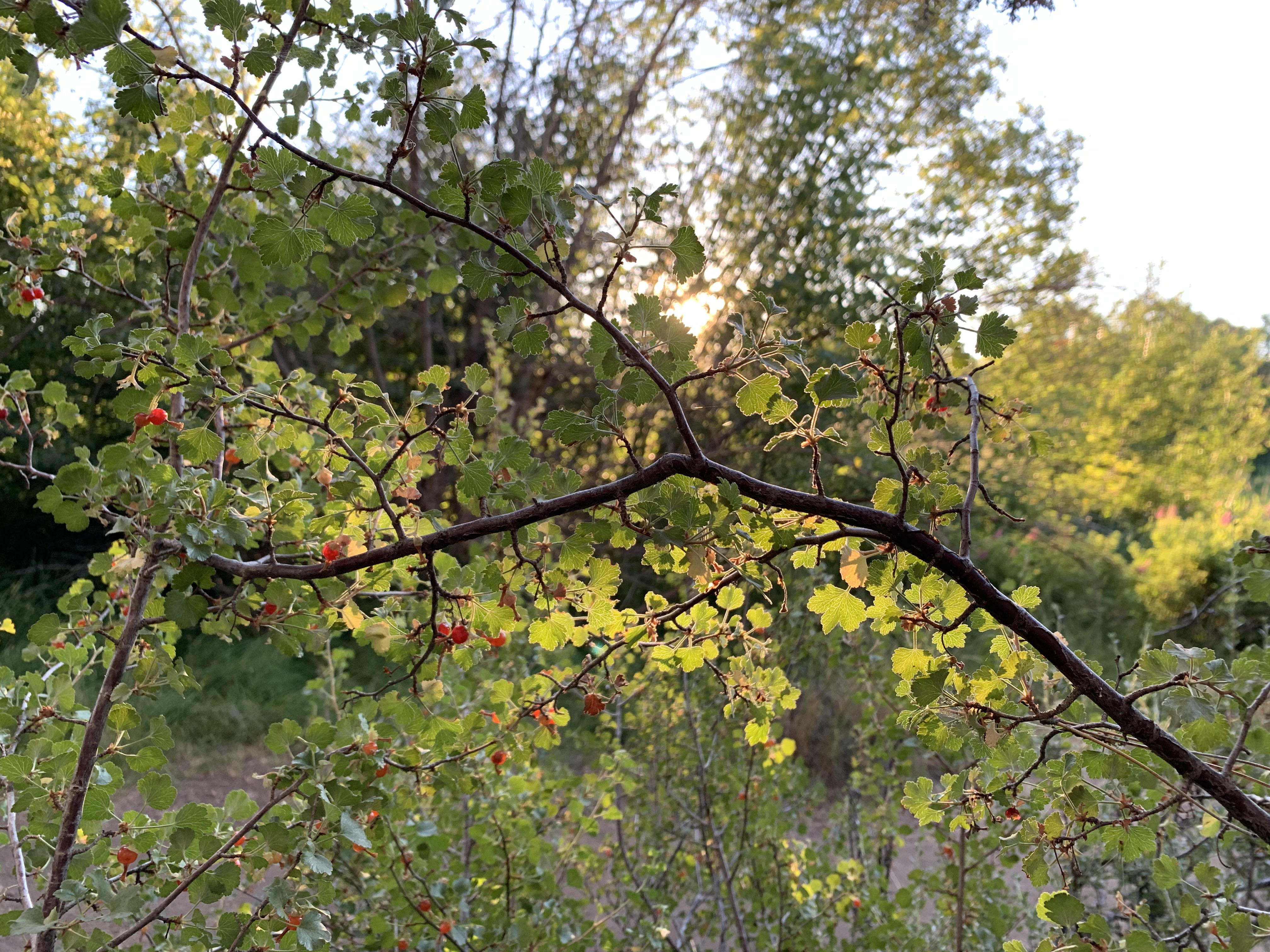 Wax Currant photo 3