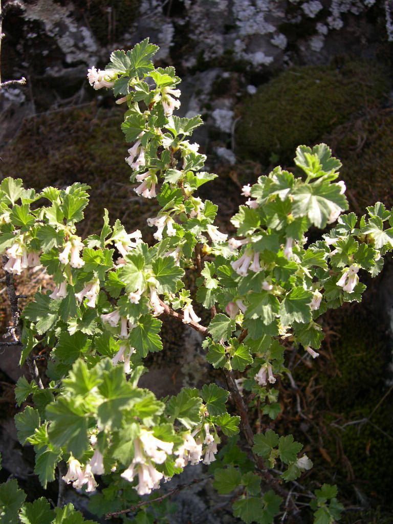 Wax Currant photo 4