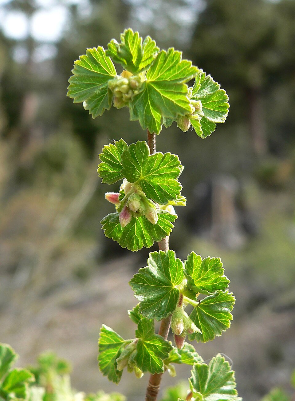 Wax Currant photo 5