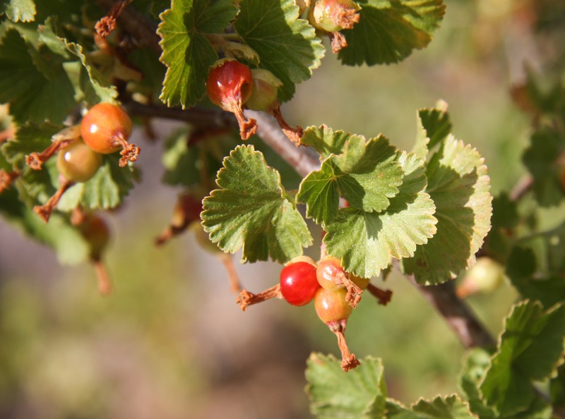 Wax Currant photo 8