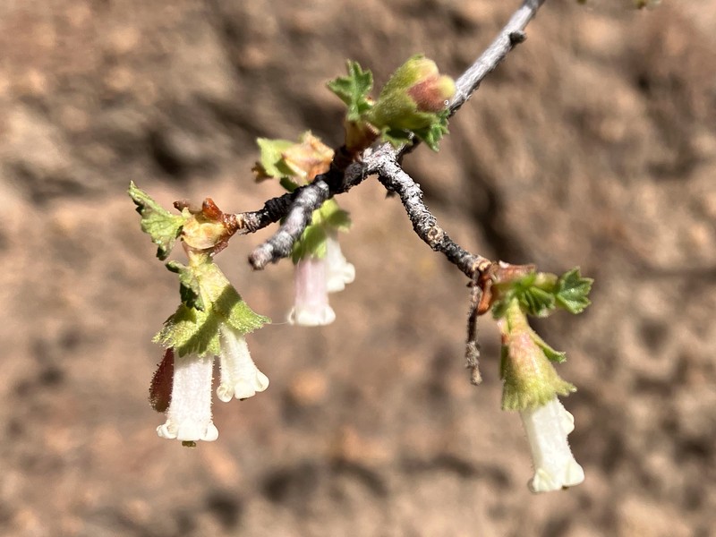 Ribes cereum var. cereum