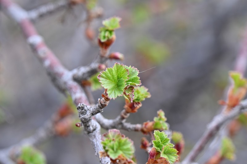 Ribes cereum var. cereum photo 2