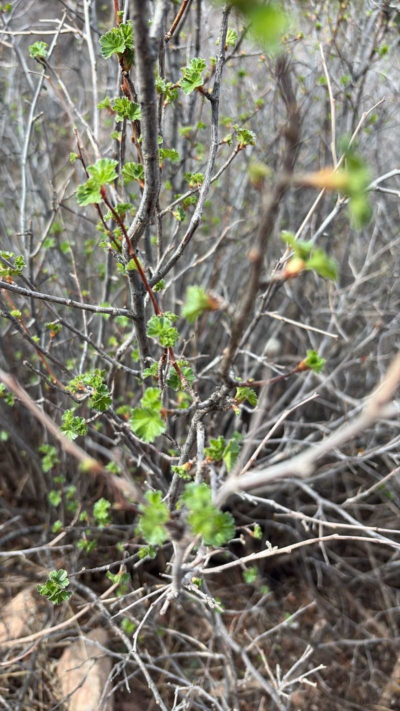 Ribes cereum var. cereum photo 3
