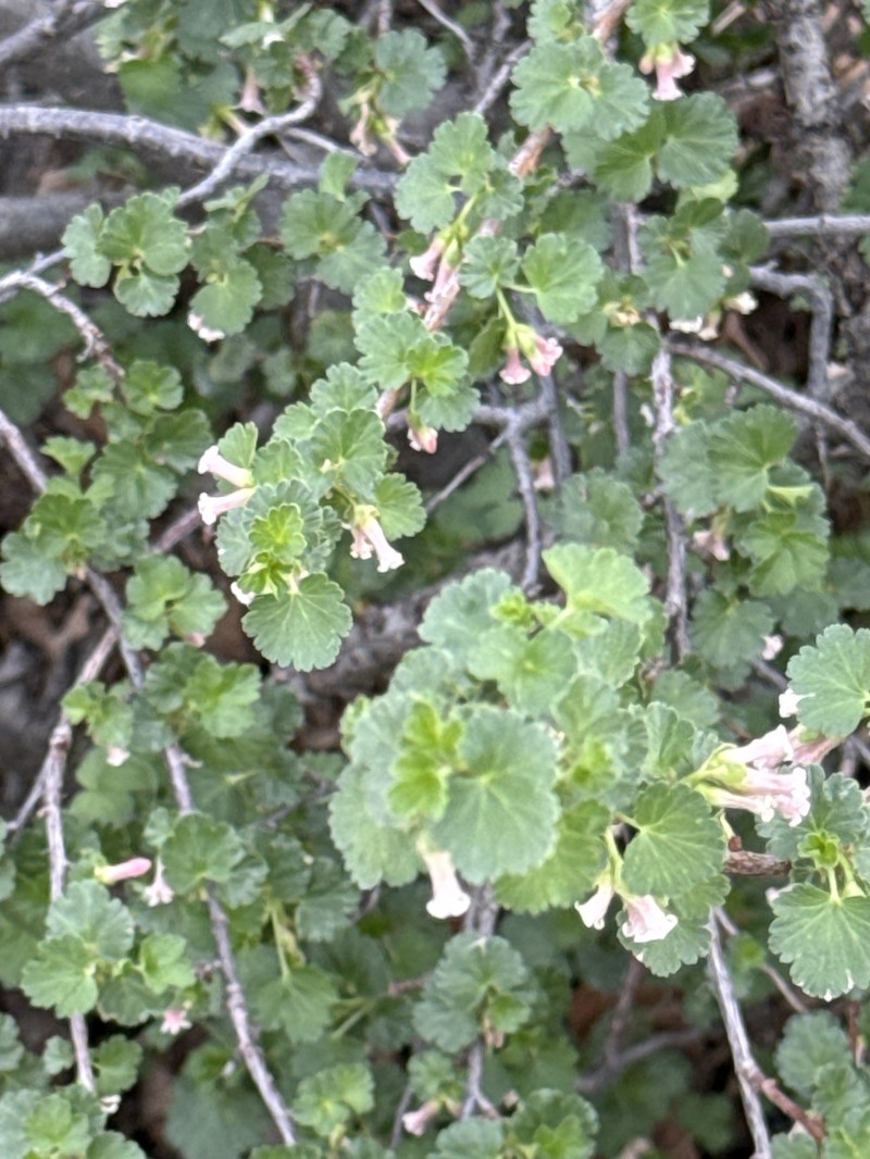 Ribes cereum var. cereum photo 4
