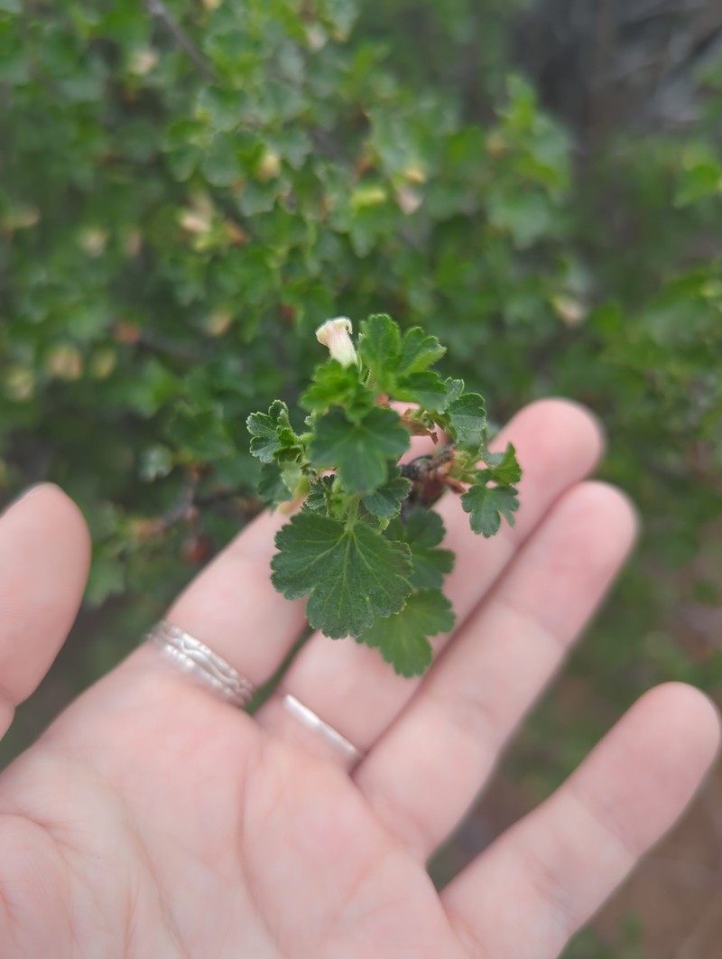 Ribes cereum var. cereum photo 5