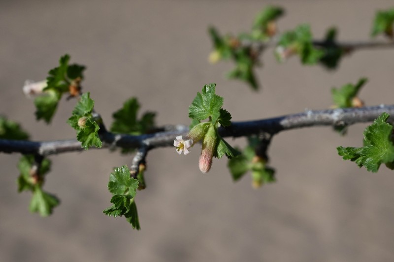 Ribes cereum var. cereum photo 6